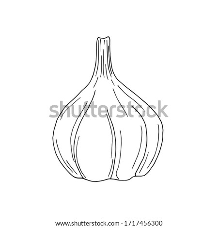 Vector illustration of black line hand drawn garlic bulb isolated on white background