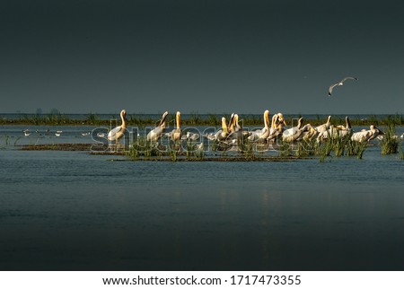 Pelicans in Danube Delta close to Ukraine border