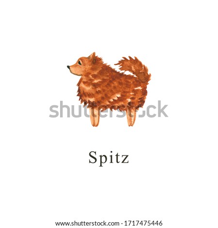 Watercolor dog. Hand drawn illustration is isolated on white. Painted spitz is perfect for animal design, pet shop, veterinary clinic, fabric textile, baby cloth print, interior poster, wallpaper