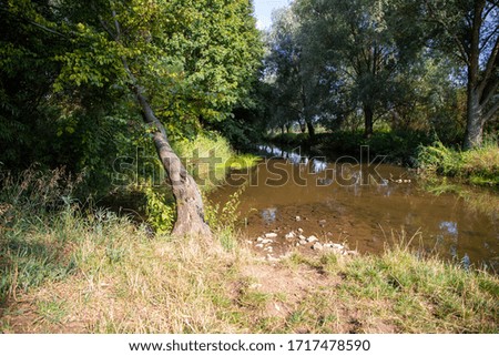 shallow river flows through a green forest