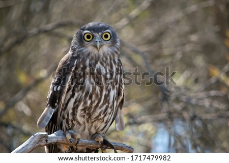 the barking owl is also known as the screaming woman owl. The barking owl is brown and white with yellow eyes Royalty-Free Stock Photo #1717479982