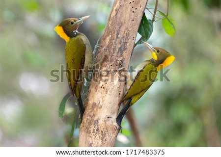 Greater yellownape woodpecker (Chrysophlegma flavinucha) exploring and eating termites.Two Woodpeckers looking for food inside the wood help pest control in nature.