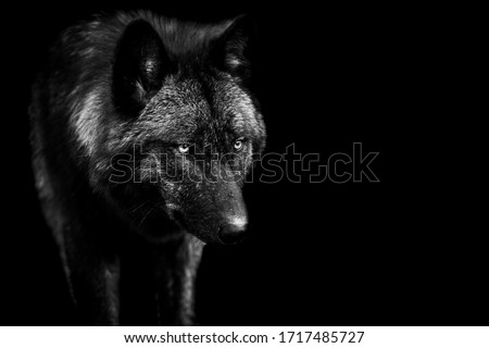 Black wolf with a black Background in B&W