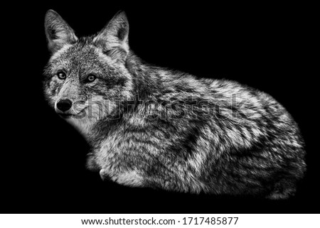 Coyote with a black Background in B&W