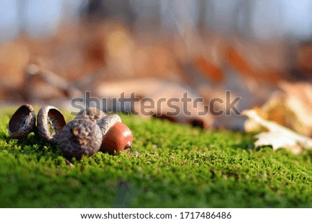 acorns. the acorns lies on the green moss of the autumn forest. early spring in the forest. a group of acorns, green forest moss and dry leaves. close-up, natural background and place for text