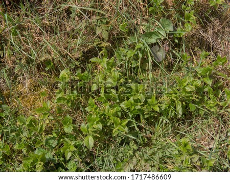 Spring Foliage of the Invasive Poisonous Woodland Dog's Mercury Plant (Mercurialia perennis) Growing on a Bank in Ancient Woodland in Rural Devon, England, UK