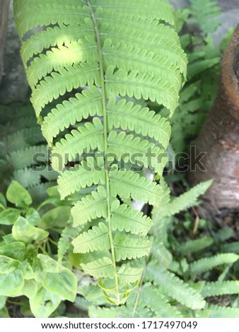 The picture of a fern leaf with alternate leaves and a light green.