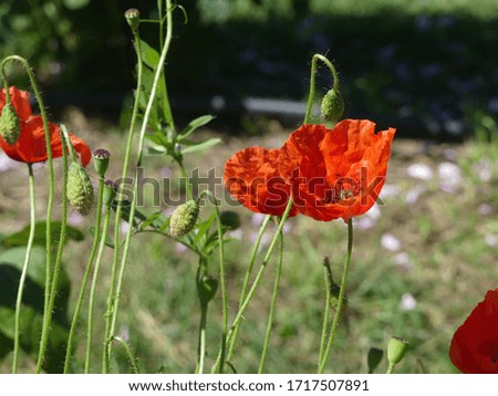 Buds and flowers of poppy in a field