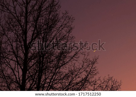 Twilight sky with crescent moon, Venus and tree silhouette after sunset