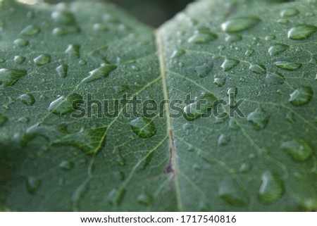 Leaf After the Morning Rain