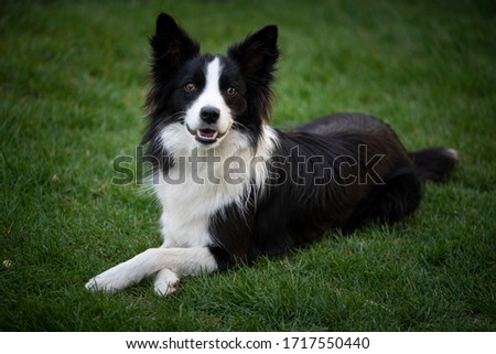 Portrait of the border Collie, beautiful domestic young black and white Border Collie with across feet on the grass, looking to camera with open mouth lookink like smile and brown eyes. Nice sheep dog