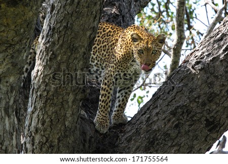 Leopard in a tree liking it's lips