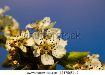 The picture shows a blooming apple tree