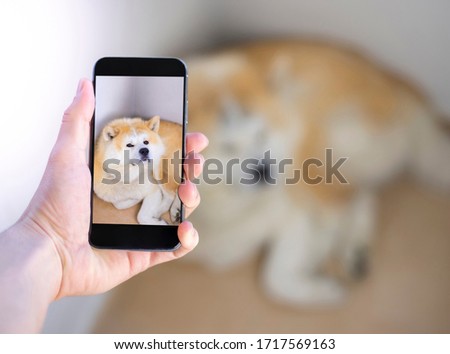 picture of curious dog on a screen phone