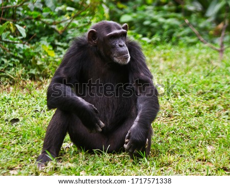 A mature female Chimpanzee relaxes during a siesta during the heat of the day. Members of the troop take it in turn to stay alert and ready to warn all the troop members Royalty-Free Stock Photo #1717571338