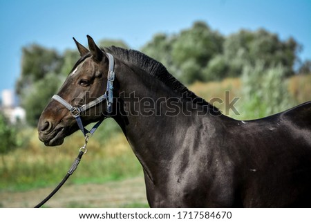 black thoroughbred stallion on a walk