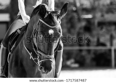 Dressage horse with rider Close-up of the head from the front in black and white with space for text.
 Royalty-Free Stock Photo #1717587487