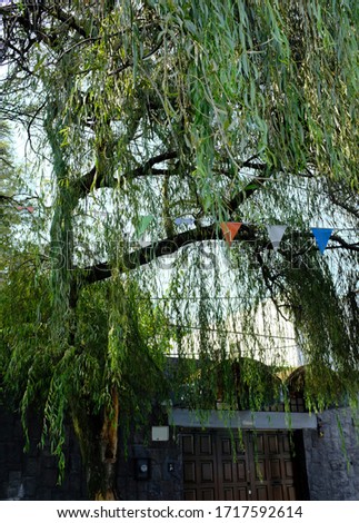 A giant weeping willow with festive flags in Coyoacán (Place of Coyotes) neighbourhood, Mexico City, Mexico.