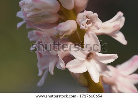 Hyacinthus orientalis, also known as Dutch hyacinth