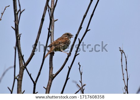 Profile of a singing Song Sparrow as it clings acrobatically to small tree branches with a light blue sky in the background