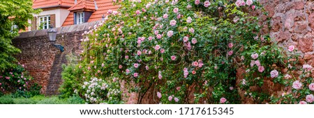 Big rose bush on vintage stone wall background. Flowering Climbing roses plant,  banner