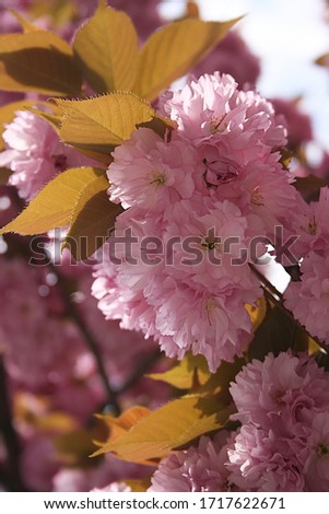 a picture of beautiful pink sakura flowers