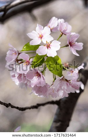 Pink and white flowers close up photography. Pink and white cherry blossom. Pink and white sakura in New York City. 