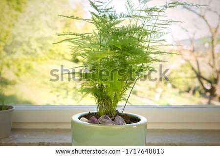 Aspargus Setaceus, asparagus grass, green houseplant in pot close-up. Asparagus fern by the window. Greenery at home. Royalty-Free Stock Photo #1717648813