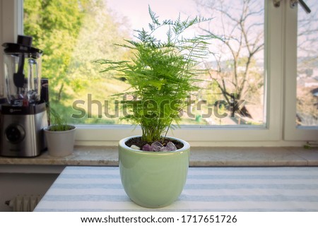 Aspargus Setaceus, asparagus grass, green houseplant in pot on the table. Asparagus fern by the window. Greenery at home. Royalty-Free Stock Photo #1717651726