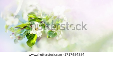 A beautiful spring Apple tree in the garden blooms on a blurry peaceful blue background. Banner.