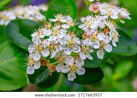 Aronia melanocarpa or black chokeberry white yellow flowers and green leaves on branch  in garden, close up Royalty-Free Stock Photo #1717663957