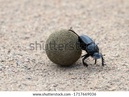 Dung beetle species (Scarabaeus winkleri) Rolling a piece of dung. Dung beetles or "rollers" roll dung into round balls, which are used as a food source or breeding chambers Royalty-Free Stock Photo #1717669036