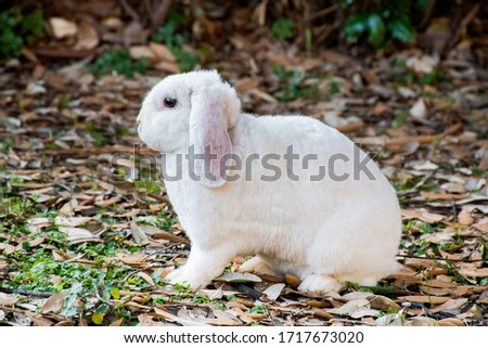 Small white cute bunny in the garden grass. Funny domestic animal, Easter symbol and nice gift for kids