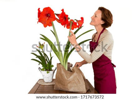 Woman with red amaryllis. Flower seller. Housewife has acquired a new flowering plant and enjoys the purchase. Home floriculture.