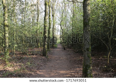 Path through spring wood with the first green leaves on trees.