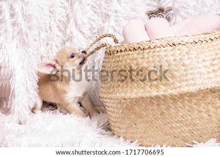 Cute and funny Light chihuahua puppy playing on living room's and gnaw Wicker basket at white background