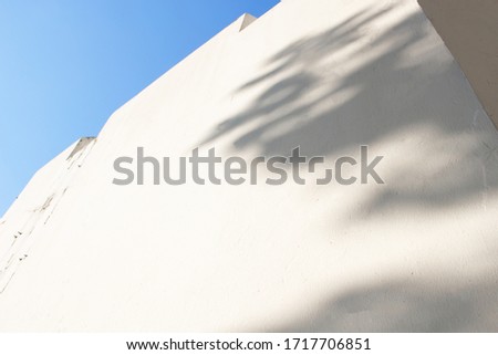 Nature background shadows,  shadows trees leaf on white wall with blue sky.