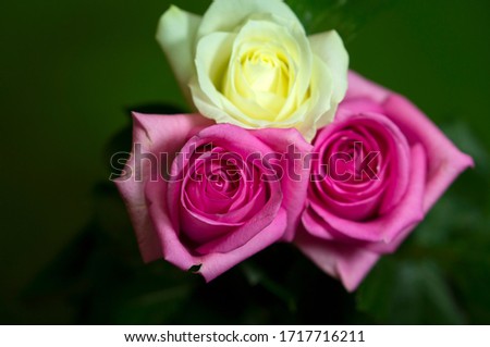 Beautiful white roses on a green background. Beautiful rose. Beautiful bouquet. White rose. Flowers. White Pink Tea.