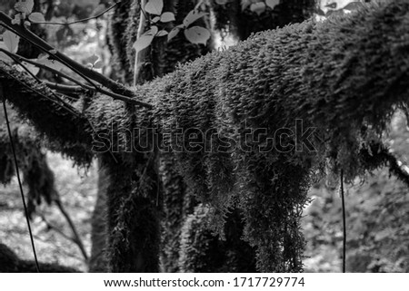 Black and white retro photo of thick moss covering trees in wet forest
