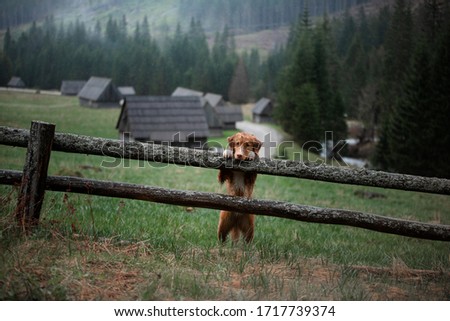 hiking with a dog. Nova Scotia Duck Tolling Retriever in the mountains, in the valley on a background of small houses