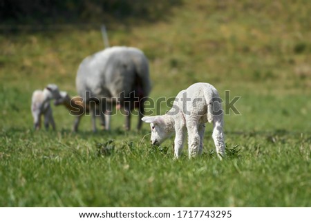   Flock of sheep on a meadow in spring                             