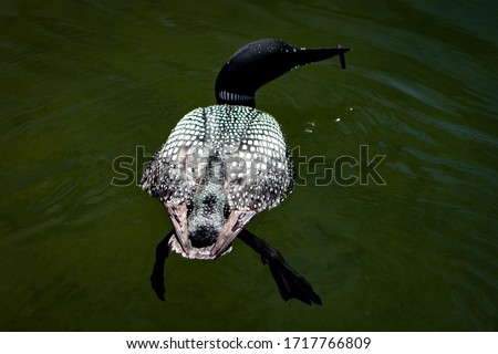 Loon Up Close With Plain Water Background
