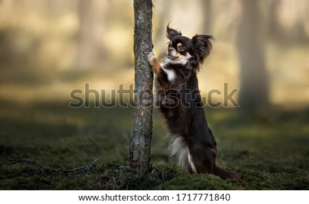 funny chihuahua dog standing with paws on a tree in the forest
