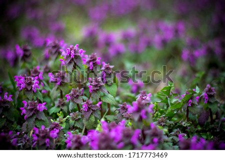 
Pink flowers on a background of green foliage.