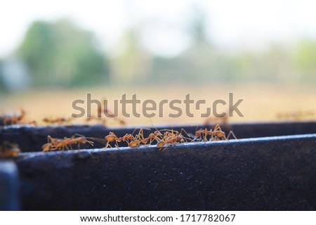 RED FIRE ANTS FINDING FOOD IN SUMMER