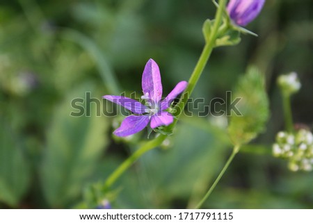Purple Wildflower, known as "Venus' looking glass", Triodanis perfoliata 