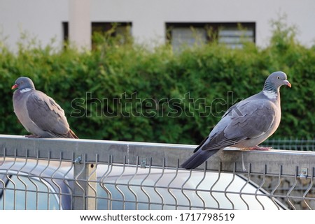 Two Columba palumbus large grey wild pigeons sit on a fence in the sunset rays. Wild birds in the city, nature and man. Ornithology
