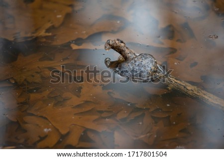 Egg cluster of a spotted salamander in a small pond