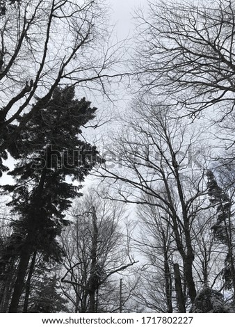 Picture of trees in winter