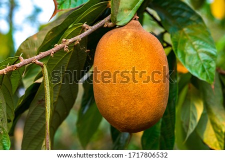 Exotic Cupuaçu (Theobroma Grandiflorum) Fruit on Tree, Super Amazonian Fruit with Extraordinary Nutritional and Cosmetic Properties in Riberalta, Beni / Bolivia Royalty-Free Stock Photo #1717806532